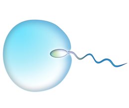 UK Increases Compensation for Egg and Sperm Donors from October 2024