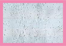 conceive-plus-image-3.jpg conceive-plus-image-3.jpg