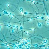 Discover the Link Between Semen Quality and Lifespan