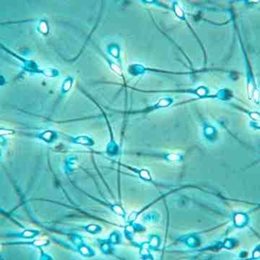 Discover the Link Between Semen Quality and Lifespan