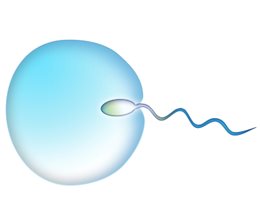 Scientists have created 'spermbots' to mechanize sperm